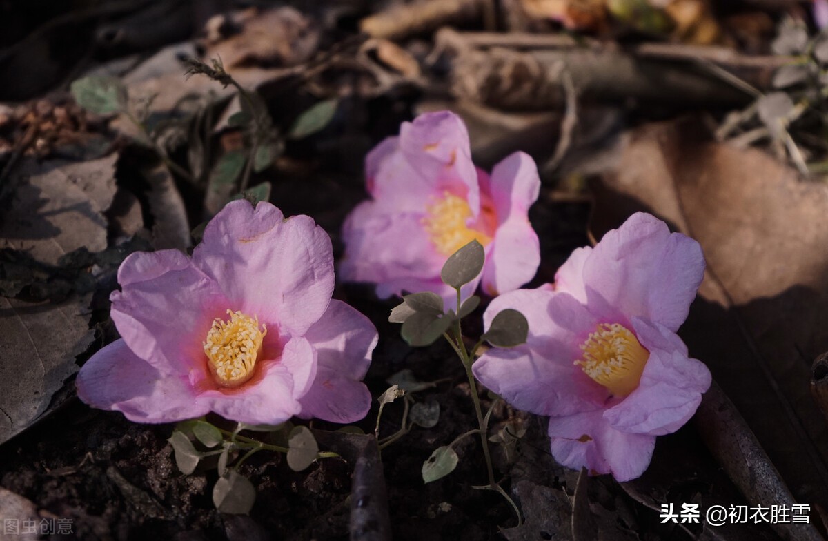 历代落花诗10首精选，落花深一尺，不用带蒲团