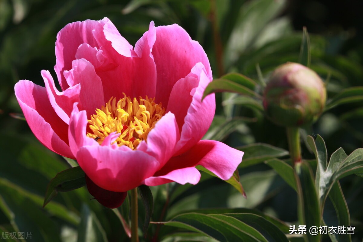 诗中芍药，合欢还有恨，名字是将离，芍药是怎么变成离别之花的？