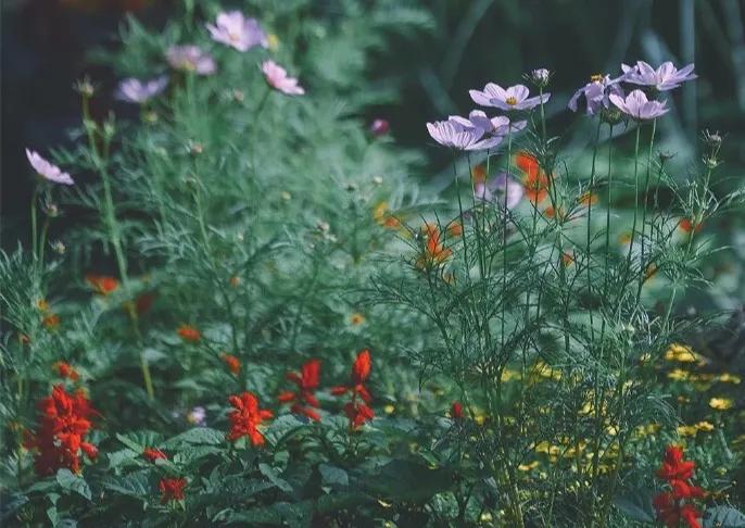 人间四月芳菲尽，花开花落皆风景