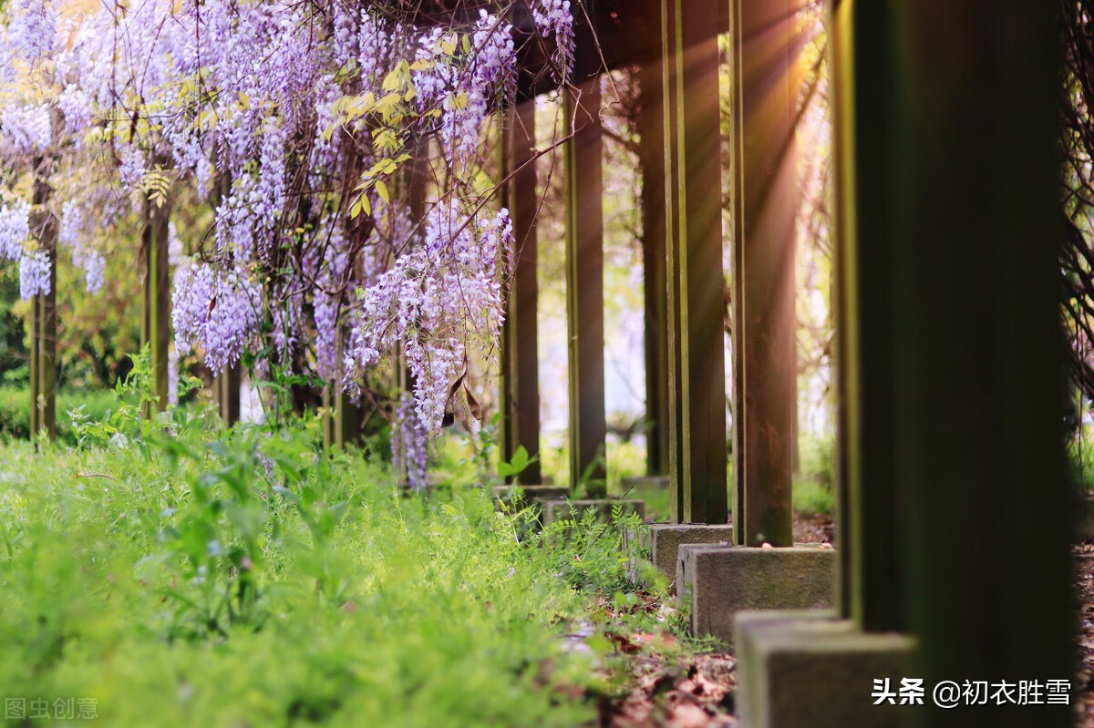 紫藤花下渐黄昏,白居易不喜欢紫藤花,却留下了经典的紫藤花诗-爱读书