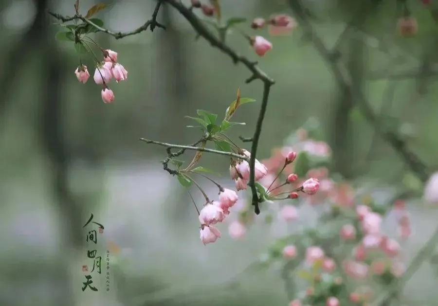 人间四月芳菲尽，花开花落皆风景