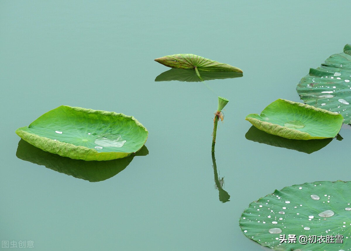 晚春初夏清新荷叶诗五首：四月圆荷钱学铸，试数荷钱几个生？