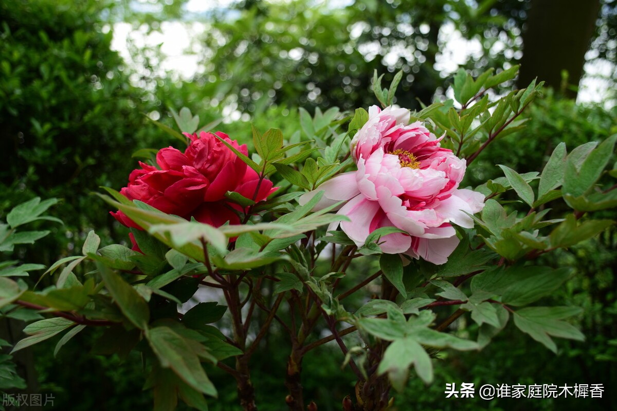 玉房金蕊，醉漫云鬟，淡月朦胧闻香，牡丹花开真国色，莫问出处