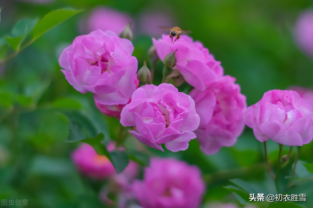 赏读晚唐两首蔷薇诗，杜牧的灵动美，李商隐的幽深美