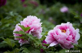 谷雨节气牡丹诗词7首，一朵千金，帝城谷雨初晴后