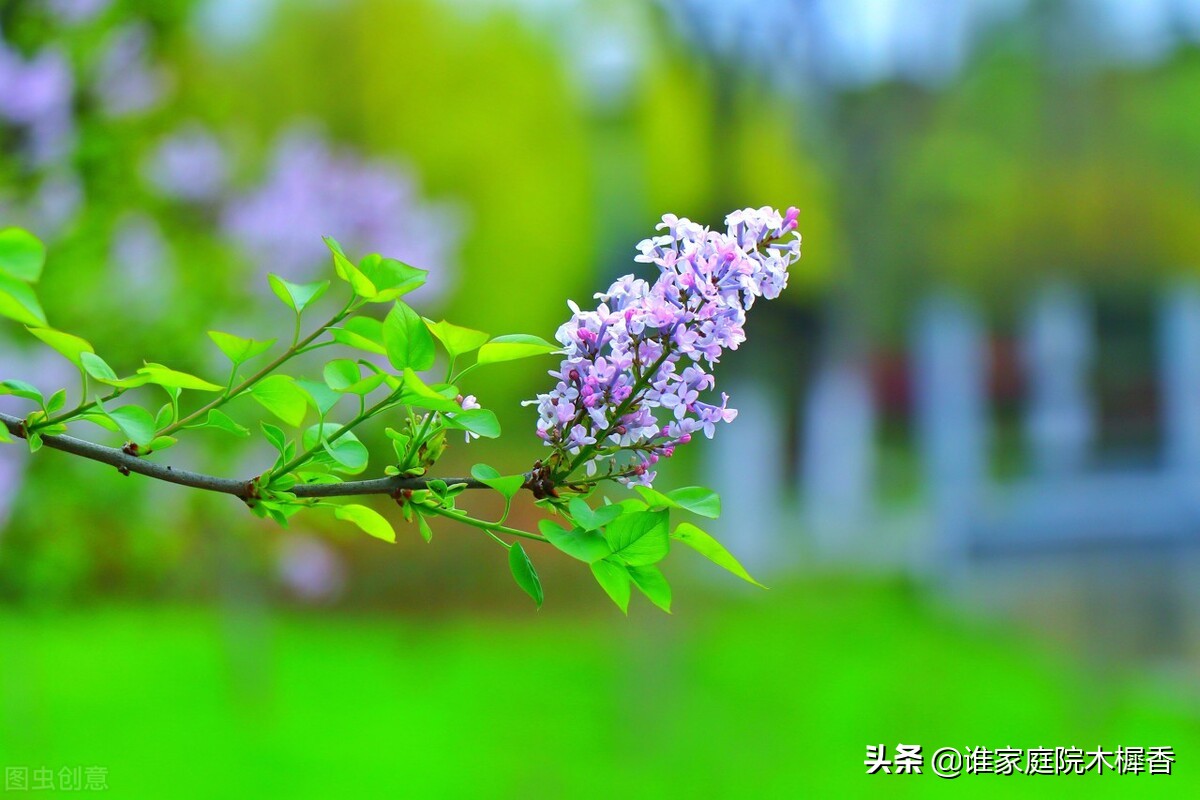 素香柔树，结愁千绪，相思在丁香枝上。东风起，化作一院丁香雪