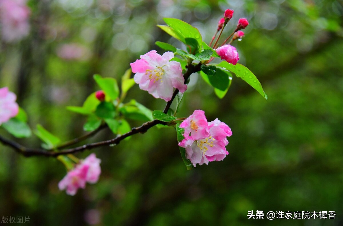 春将暮，绿阴一树，又怕东风妒。海棠不惜胭脂色，独立蒙蒙烟雨中