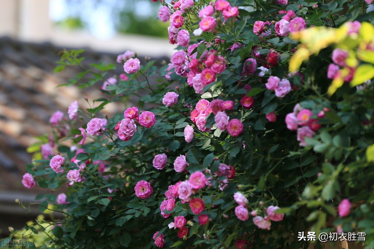 古诗立夏五首 朱明日 清和天 石榴知立夏 蔷薇伴午眠 爱读书