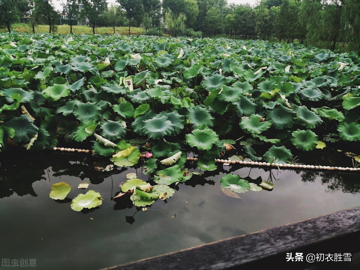 朱彝尊《金缕曲·初夏》，恋恋初夏，小小绮怀，像散文一样清丽