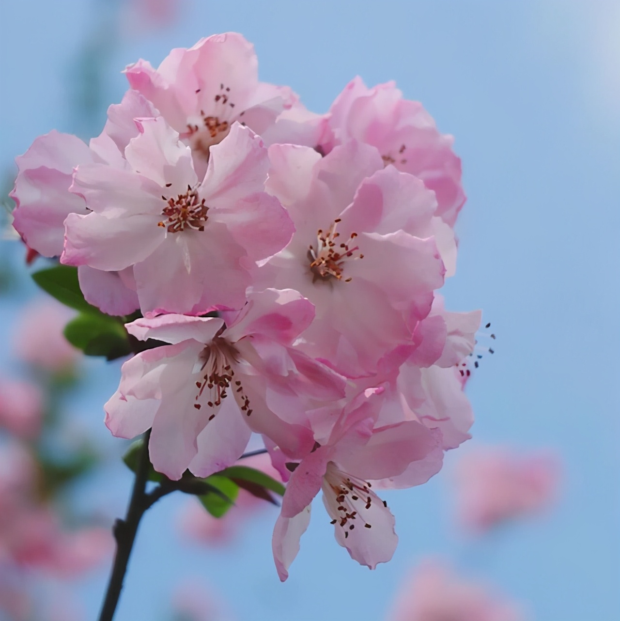 四月芳菲尽，五月絮升华