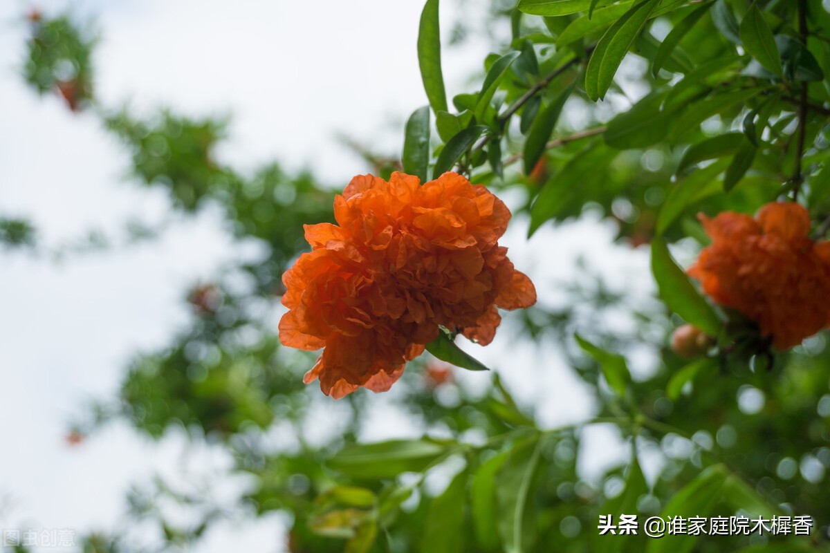 落花已成尘，雨过夏令新。诗词里的初夏，温柔了岁月，惊艳了时光