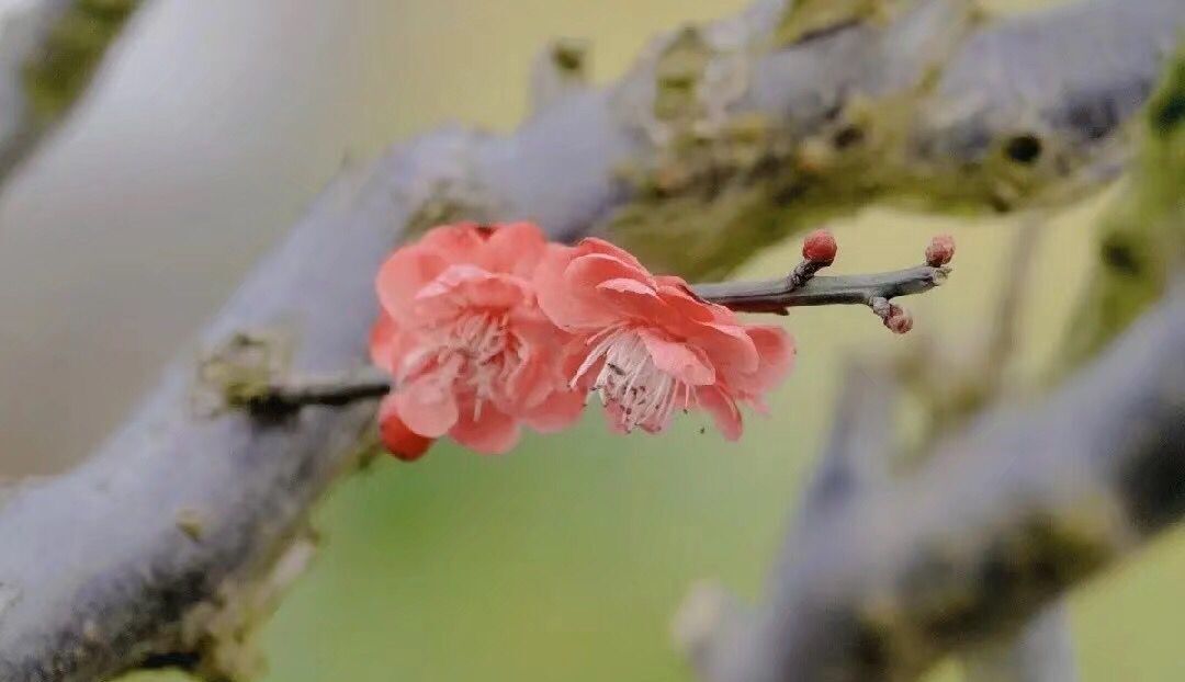 读来令人泪流满面的一首诗：城南小陌又逢春，只见梅花不见人