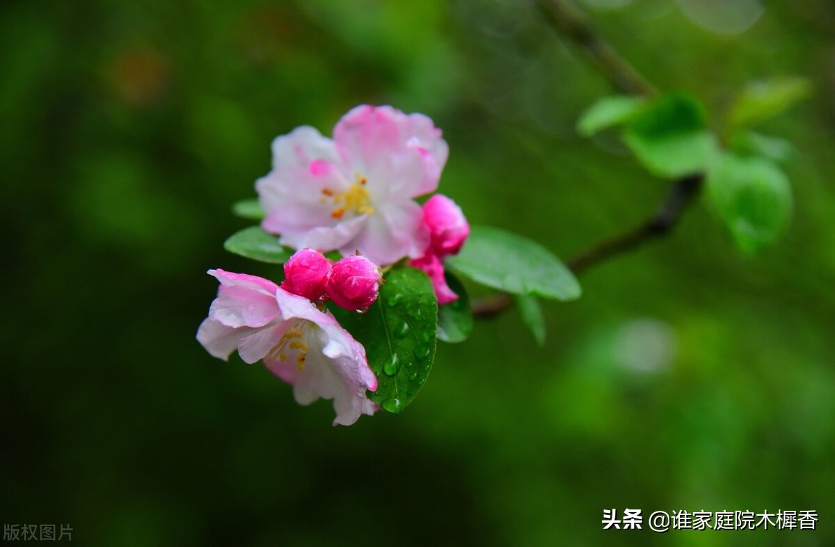 春将暮，绿阴一树，又怕东风妒。海棠不惜胭脂色，独立蒙蒙烟雨中