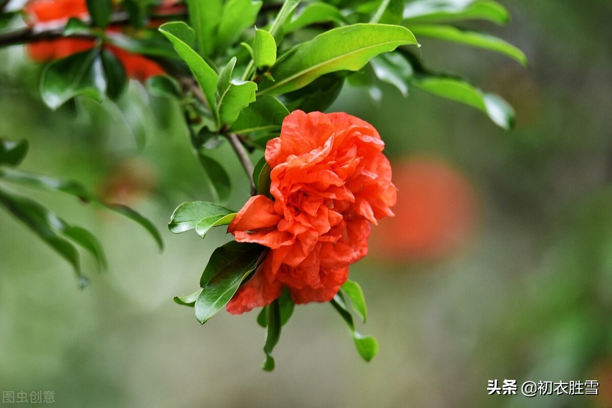 生如夏花，立夏赏读六首石榴花诗，炎炎日正午，灼灼火俱燃