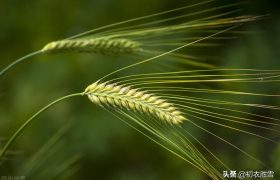 五首诗词中的初夏，樱桃熟后麦秋凉，麦秋天气似清明