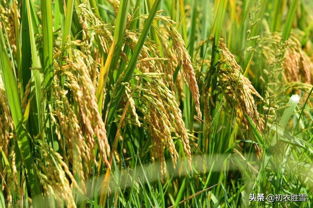 古诗水稻六首，稻花香里说丰年，致敬袁隆平老先生