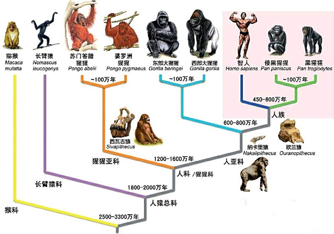 人类起源与发展示意图图片