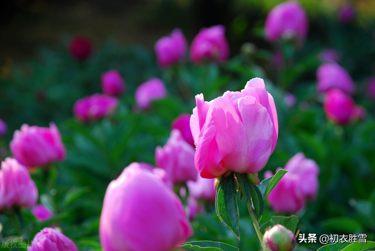 芍药美诗七首：家家有芍药，不防至温柔，温柔一同女，红红笑不休