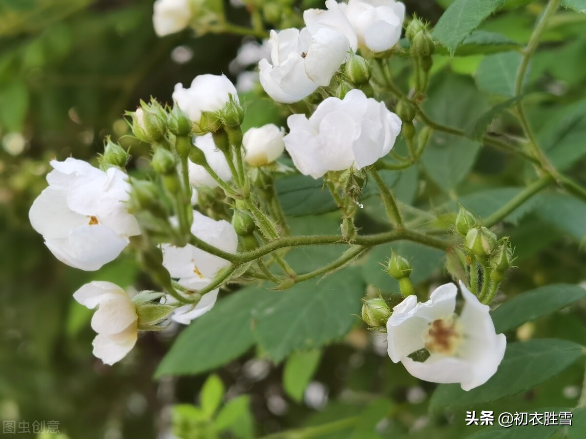 樱桃如火，荼蘼如雪，竹色青青，赏读辛弃疾浓墨重彩的晚春和乡愁