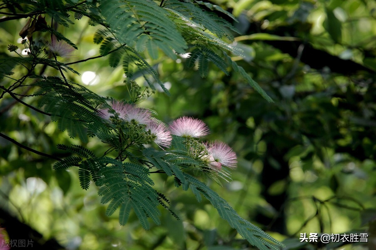 唐诗合欢花下叙旧两首，夜合花开香满庭，往事凄凉不可听