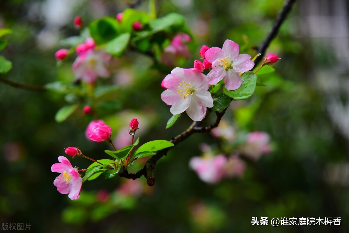 春将暮，绿阴一树，又怕东风妒。海棠不惜胭脂色，独立蒙蒙烟雨中