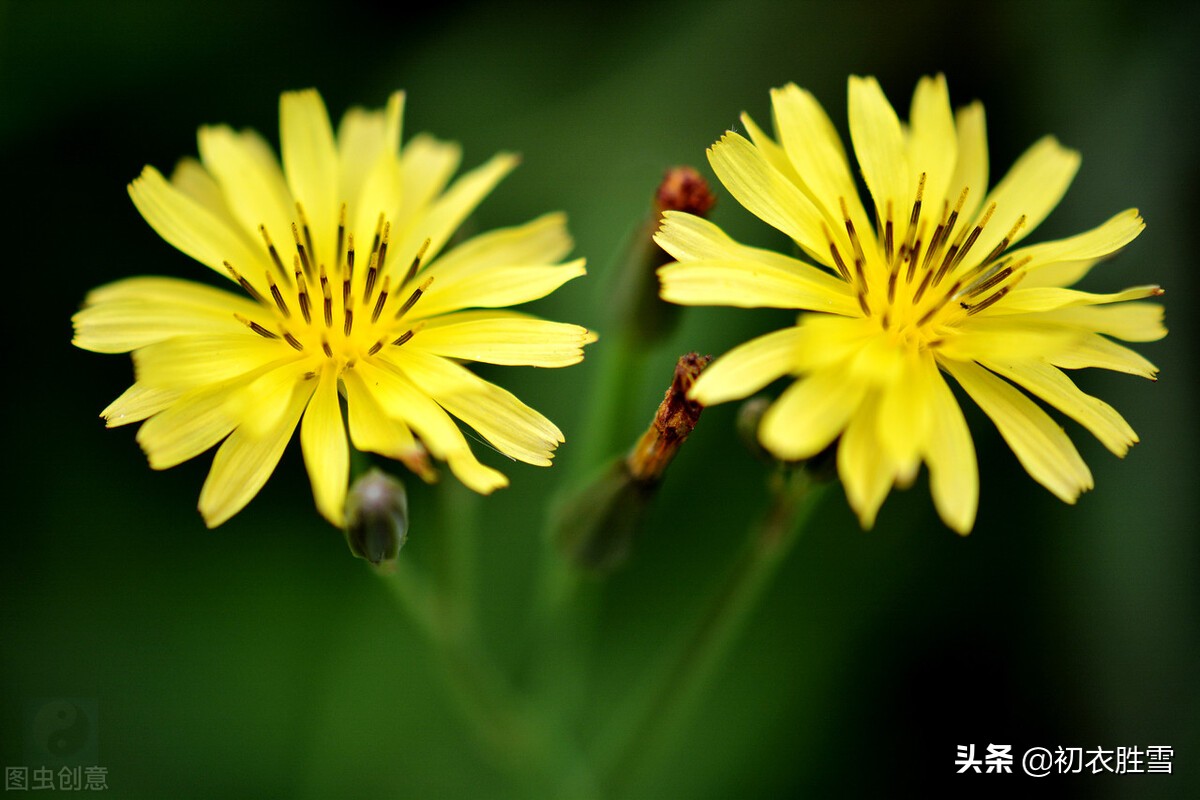 6首古诗中的小满节气三候：苦菜吾所嗜，盛夏靡草死，薰风送麦秋