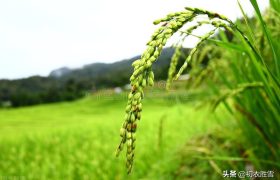 古诗水稻六首，稻花香里说丰年，致敬袁隆平老先生