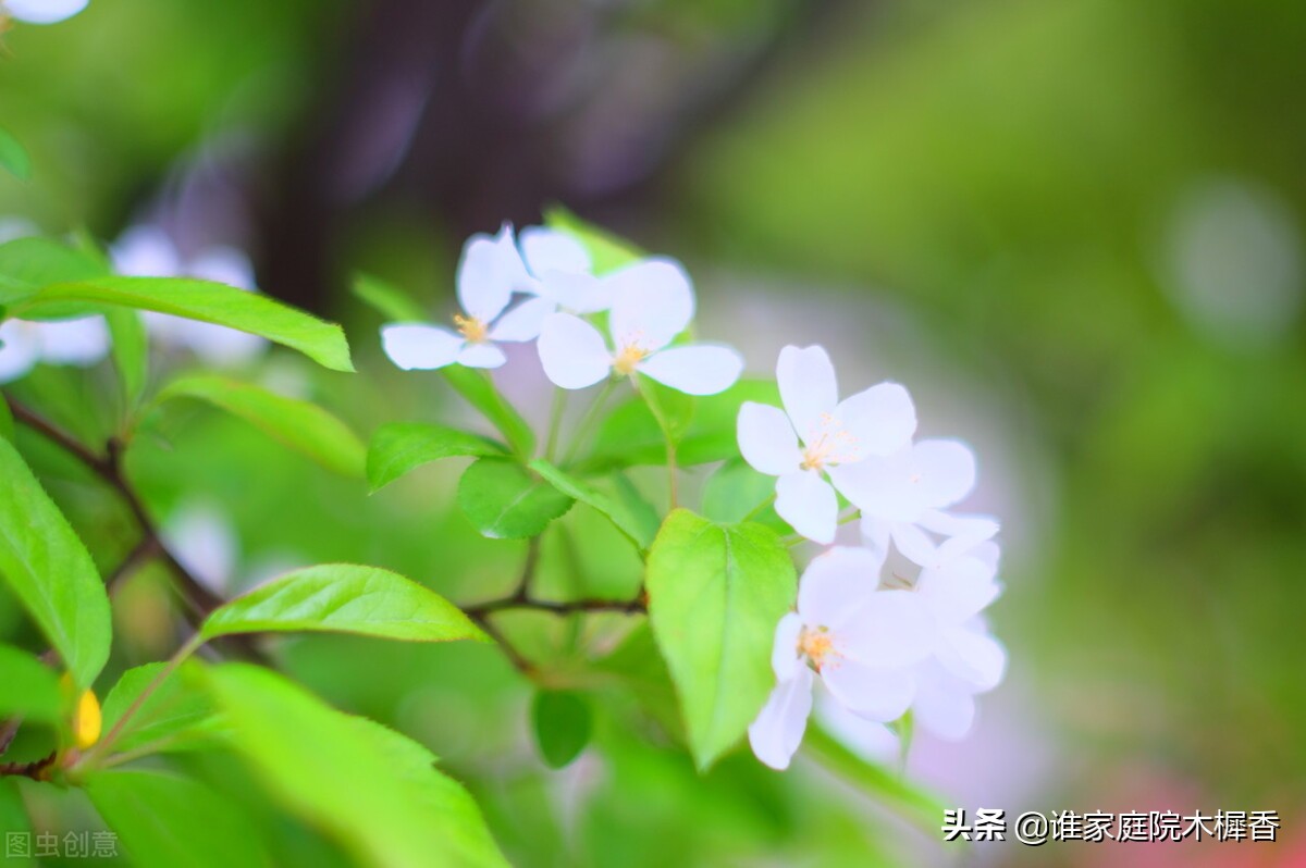 春将暮，绿阴一树，又怕东风妒。海棠不惜胭脂色，独立蒙蒙烟雨中