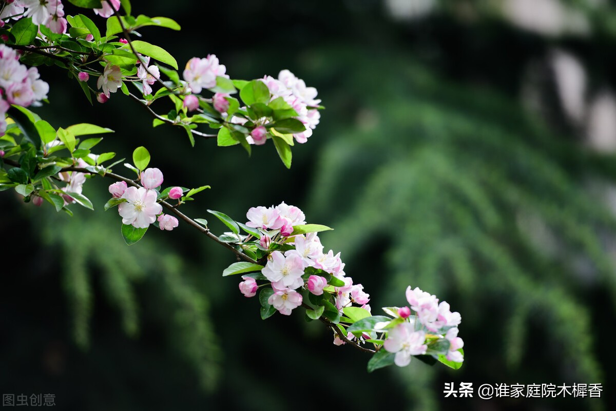 春将暮，绿阴一树，又怕东风妒。海棠不惜胭脂色，独立蒙蒙烟雨中