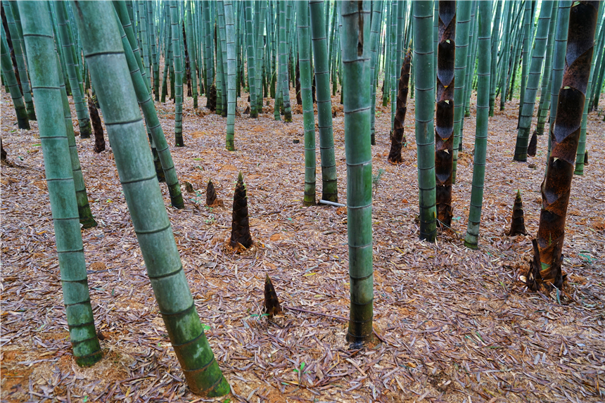 杭州桐庐有个幽静的景点，有江南第一名山的美誉，游客却很少知道