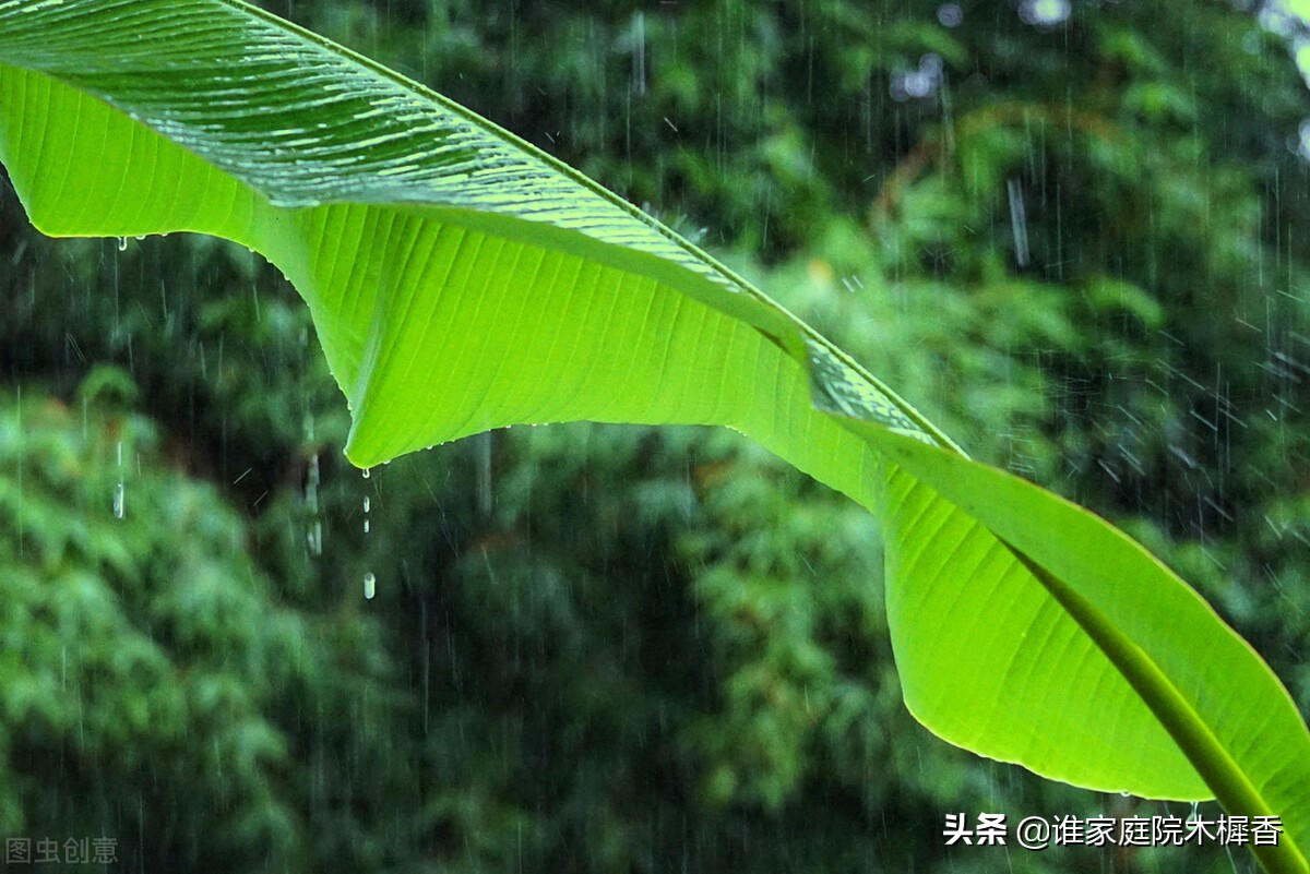 素香柔树，结愁千绪，相思在丁香枝上。东风起，化作一院丁香雪