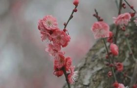 读来令人泪流满面的一首诗：城南小陌又逢春，只见梅花不见人