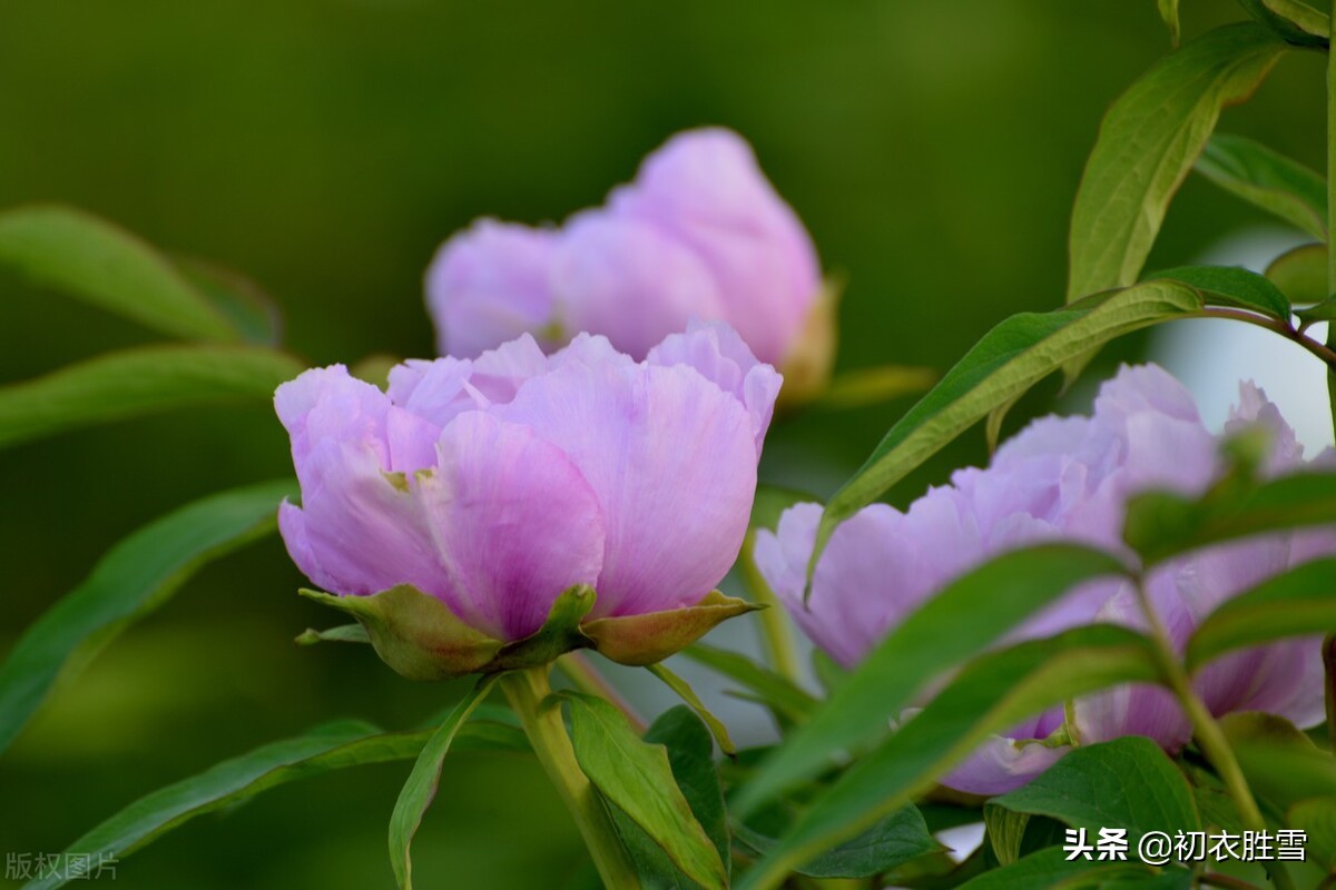 芍药美诗七首：家家有芍药，不防至温柔，温柔一同女，红红笑不休