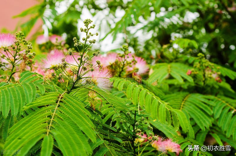 唐诗合欢花下叙旧两首，夜合花开香满庭，往事凄凉不可听