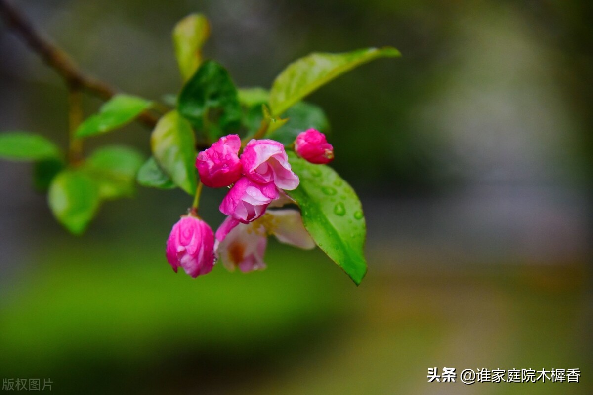 春将暮，绿阴一树，又怕东风妒。海棠不惜胭脂色，独立蒙蒙烟雨中