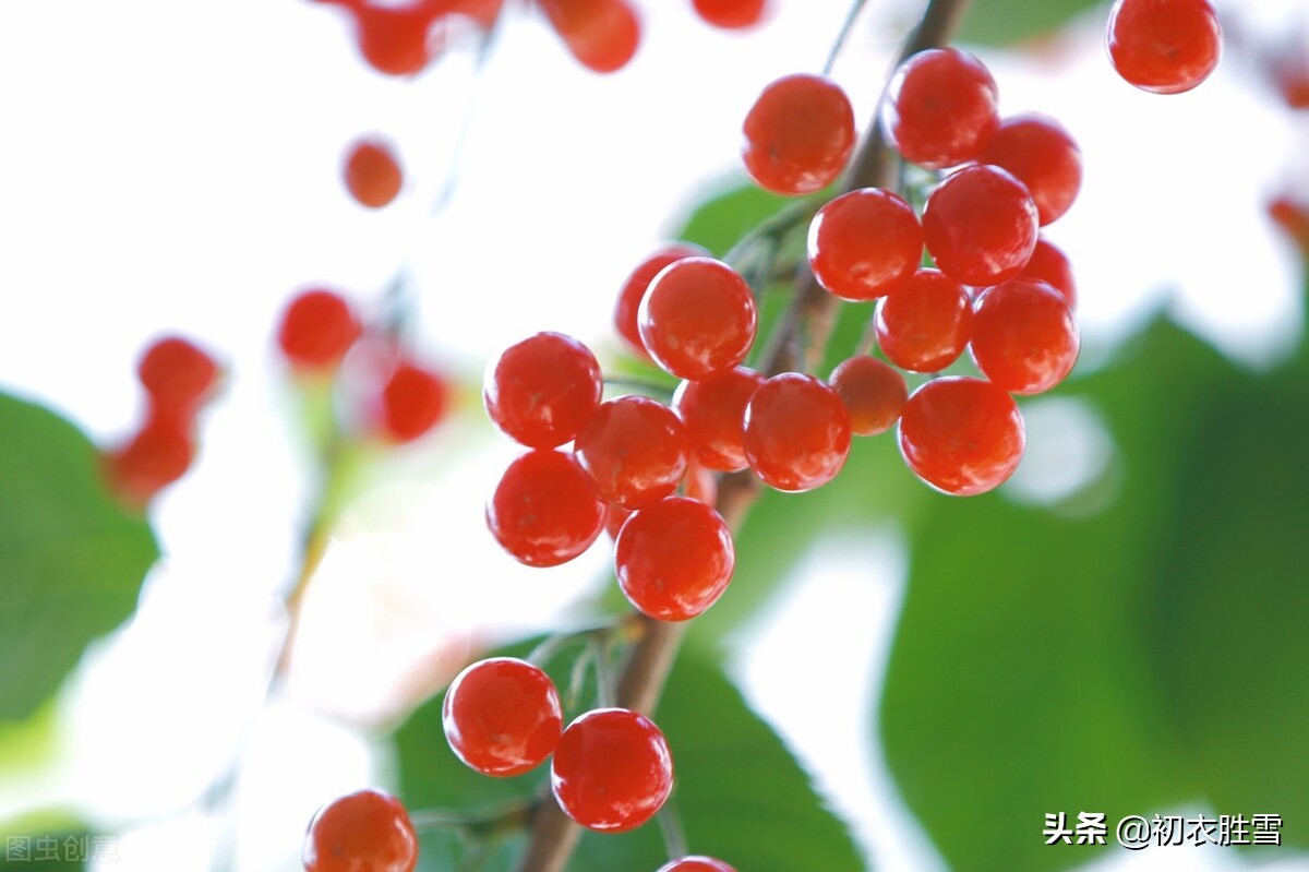 樱桃如火，荼蘼如雪，竹色青青，赏读辛弃疾浓墨重彩的晚春和乡愁