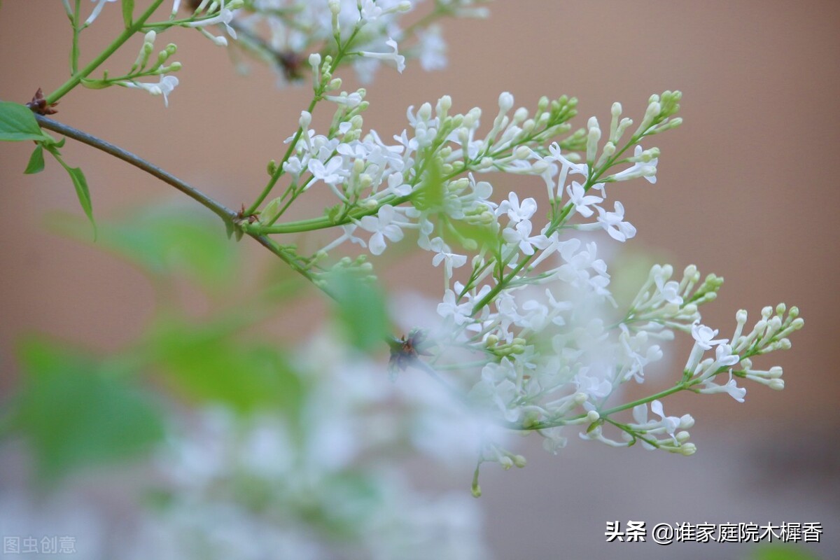 素香柔树，结愁千绪，相思在丁香枝上。东风起，化作一院丁香雪