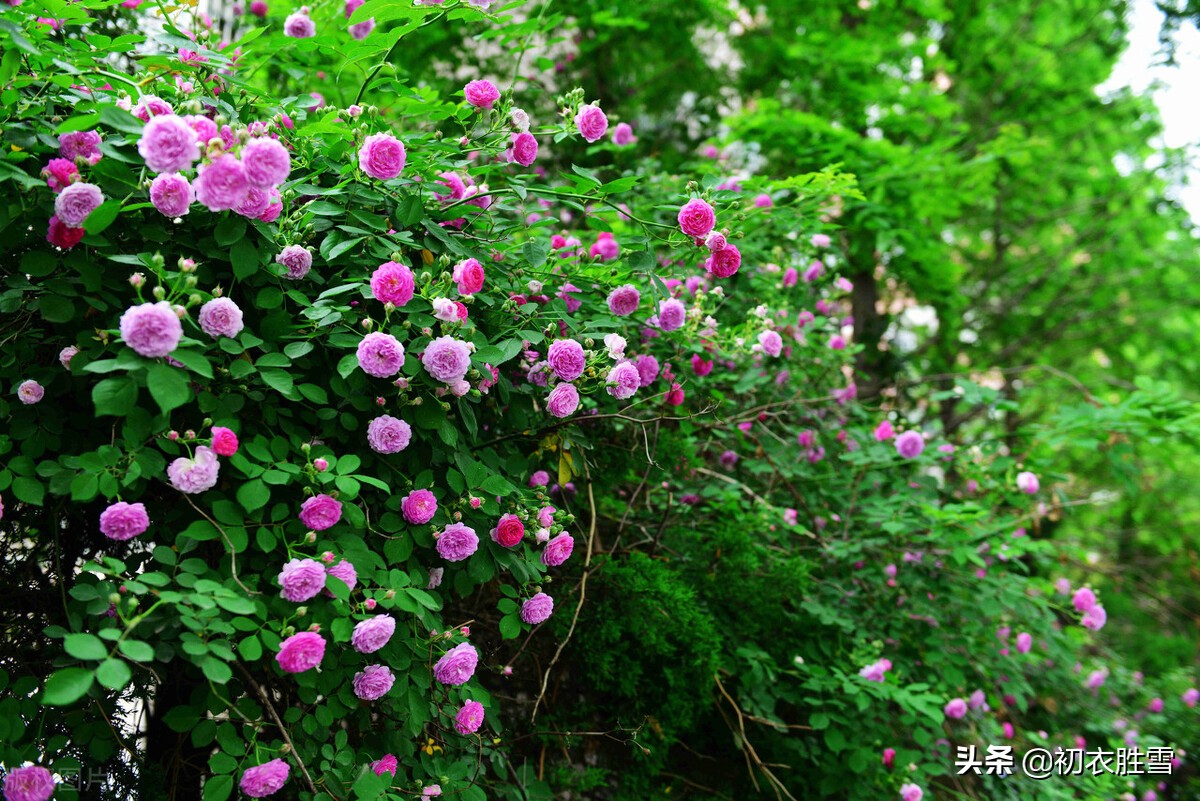 五月旖旎蔷薇6首 接夏连春秀可夸 阶底蔷薇入夏开 爱读书