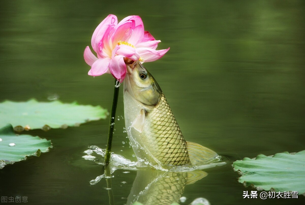 荷花诗六首：奇奇水上花，湛湛花下水，花得水扶持，水因花富贵