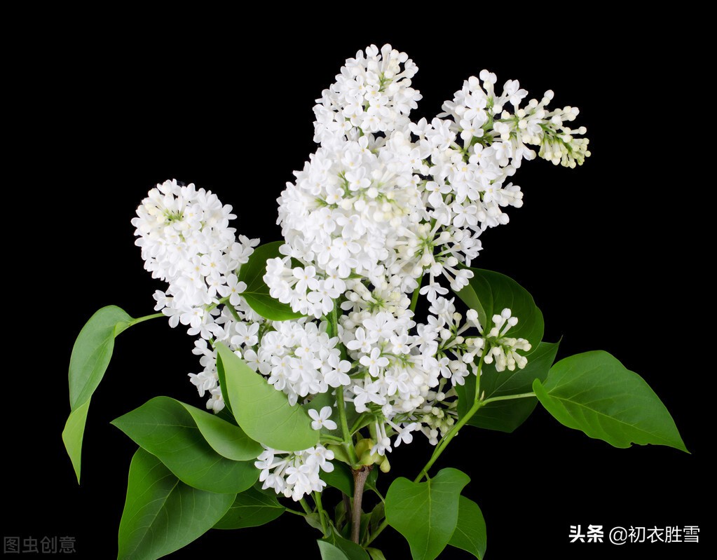 杜甫说丁香花，枝叶柔韧，清高绝美，又为什么说它晚节不保？