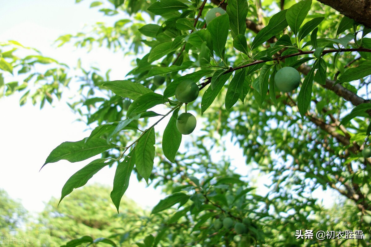 宋词赏读周邦彦夏日《满庭芳》，地卑山近，黄芦苦竹，致意白居易