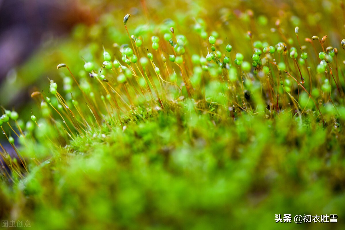 6首古诗中的小满节气三候：苦菜吾所嗜，盛夏靡草死，薰风送麦秋