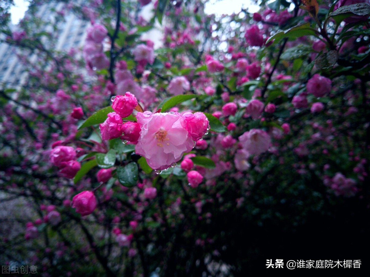 春将暮，绿阴一树，又怕东风妒。海棠不惜胭脂色，独立蒙蒙烟雨中