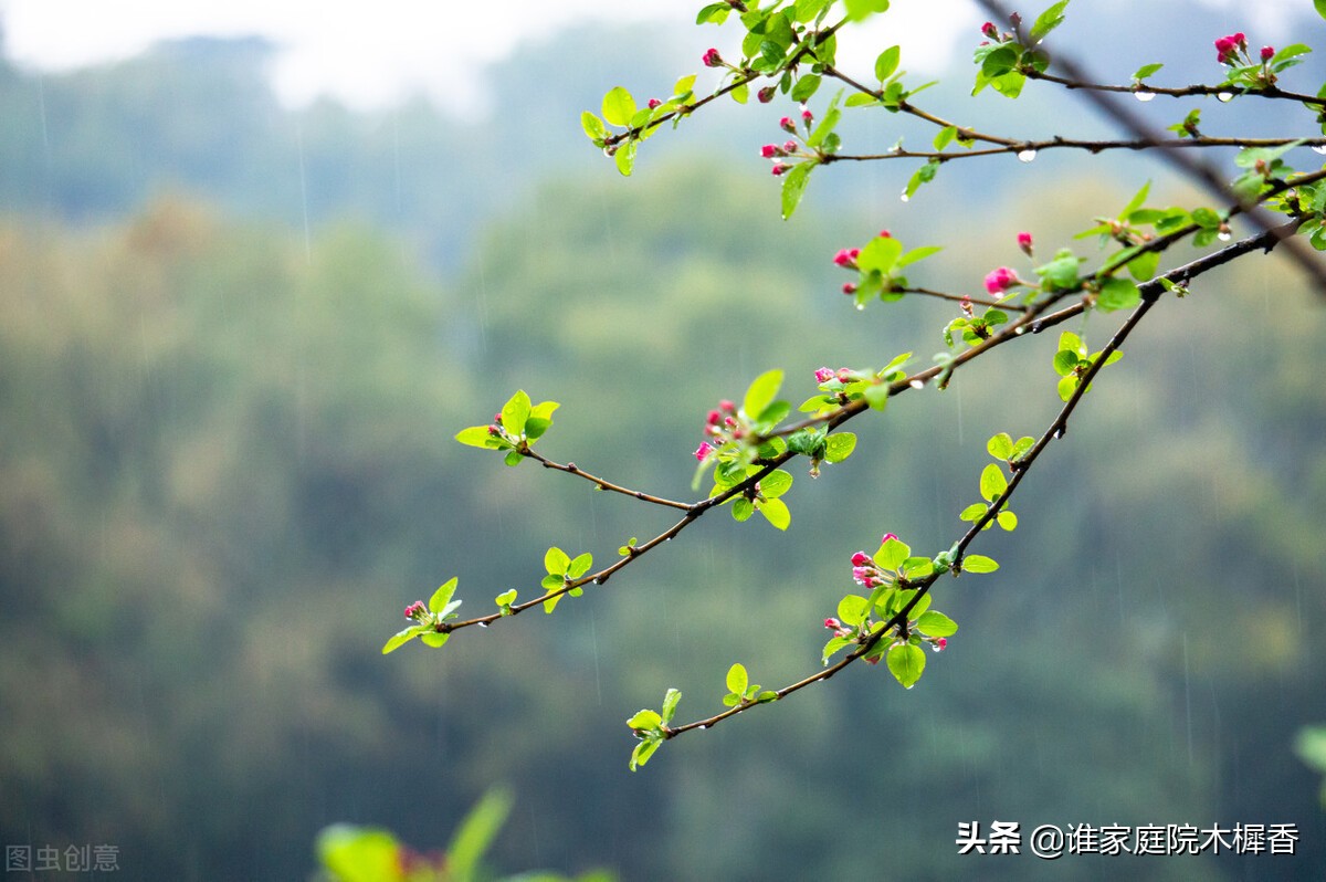 春将暮，绿阴一树，又怕东风妒。海棠不惜胭脂色，独立蒙蒙烟雨中