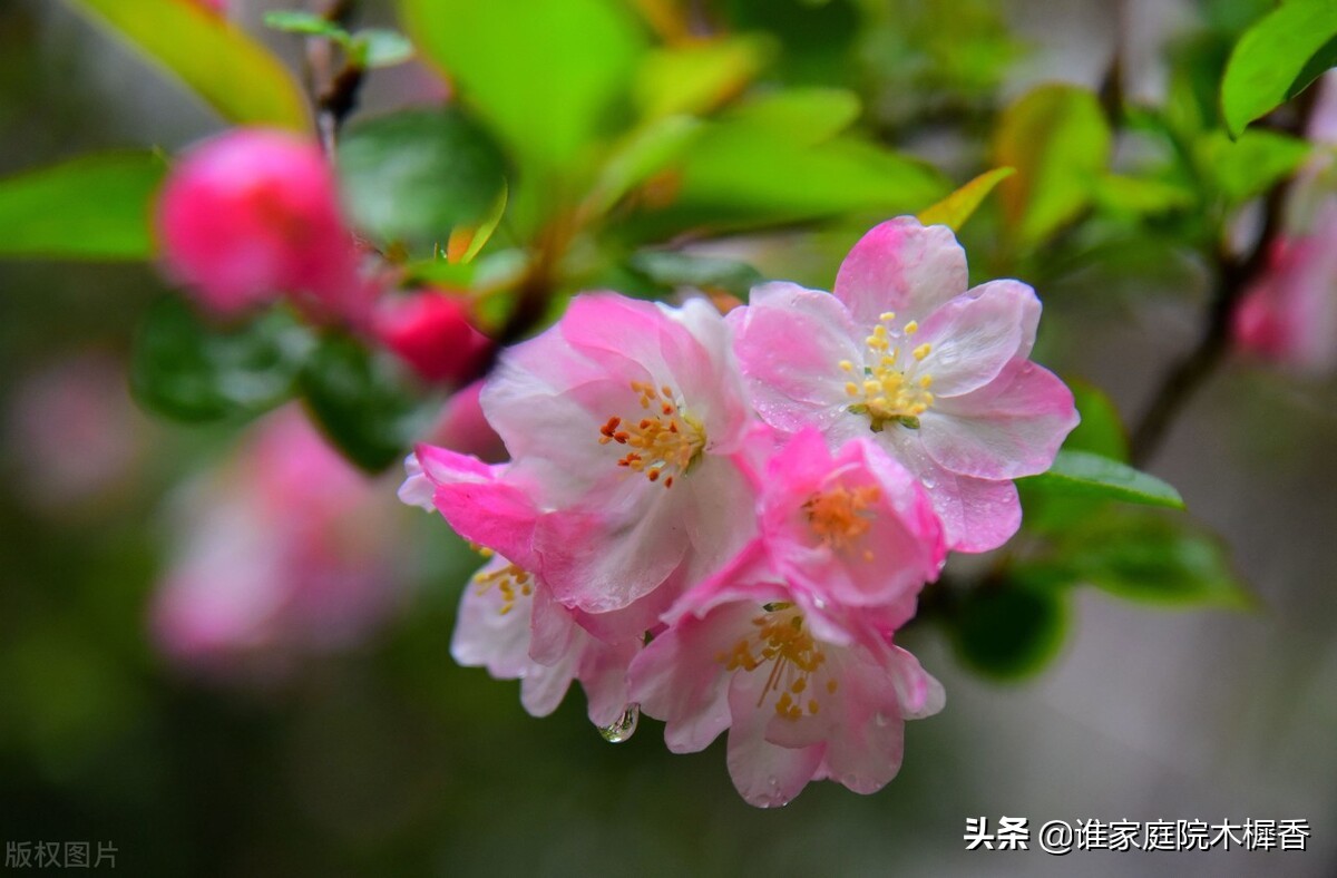 春将暮，绿阴一树，又怕东风妒。海棠不惜胭脂色，独立蒙蒙烟雨中