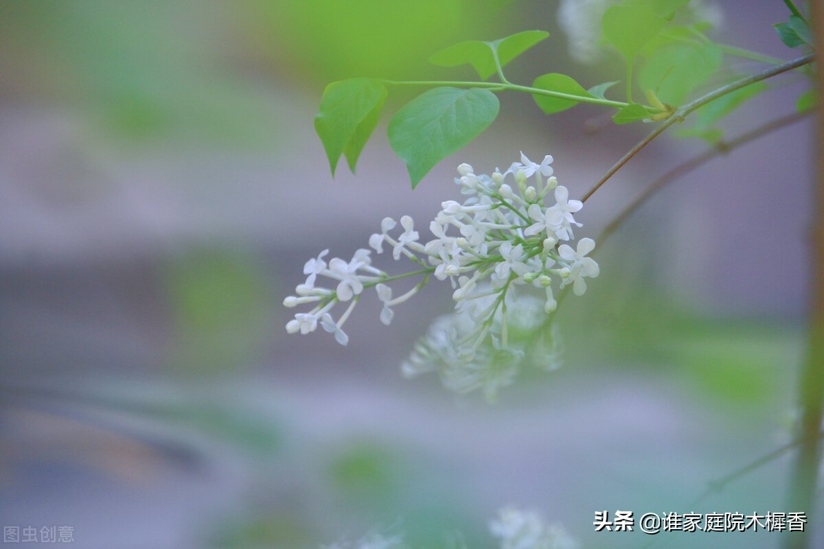 素香柔树，结愁千绪，相思在丁香枝上。东风起，化作一院丁香雪