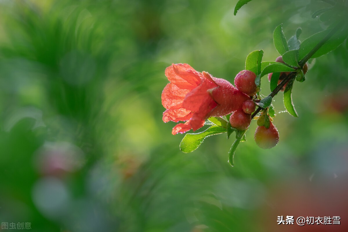 夏日石榴诗，断无消息石榴红，解读李商隐石榴红