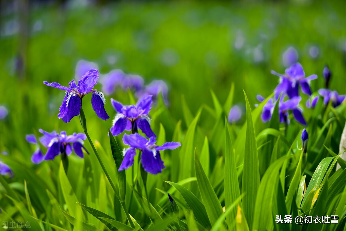 夏诗八首，触摸蓬勃的夏，溯源夏天，夏朝，立夏，夏人与夏之美