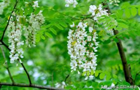 落花已成尘，雨过夏令新。诗词里的初夏，温柔了岁月，惊艳了时光