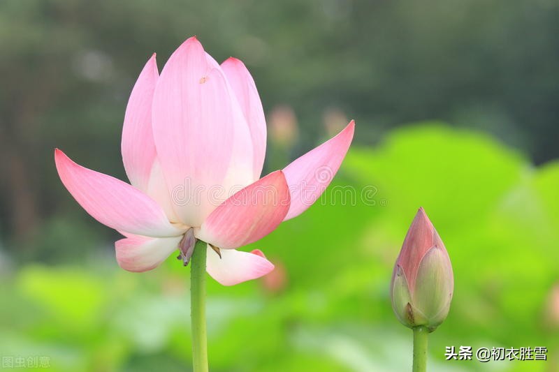 赏读诗经荷花两首，别有一番感受，原来荷花是形容美男子的